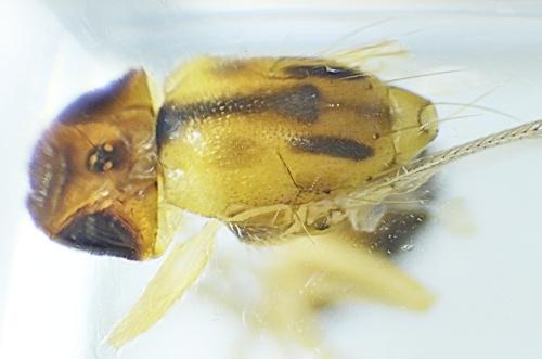 Chamaepsila ephippium